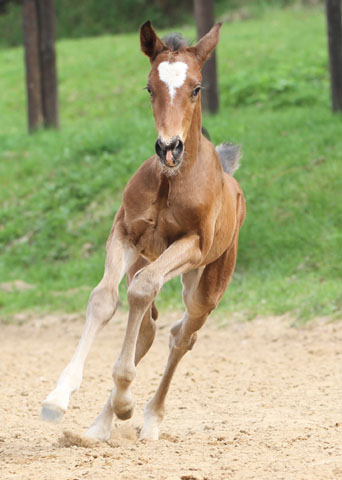 Hengstfohlen von Freudenfest x Opernball - Foto: Barbara Jrn