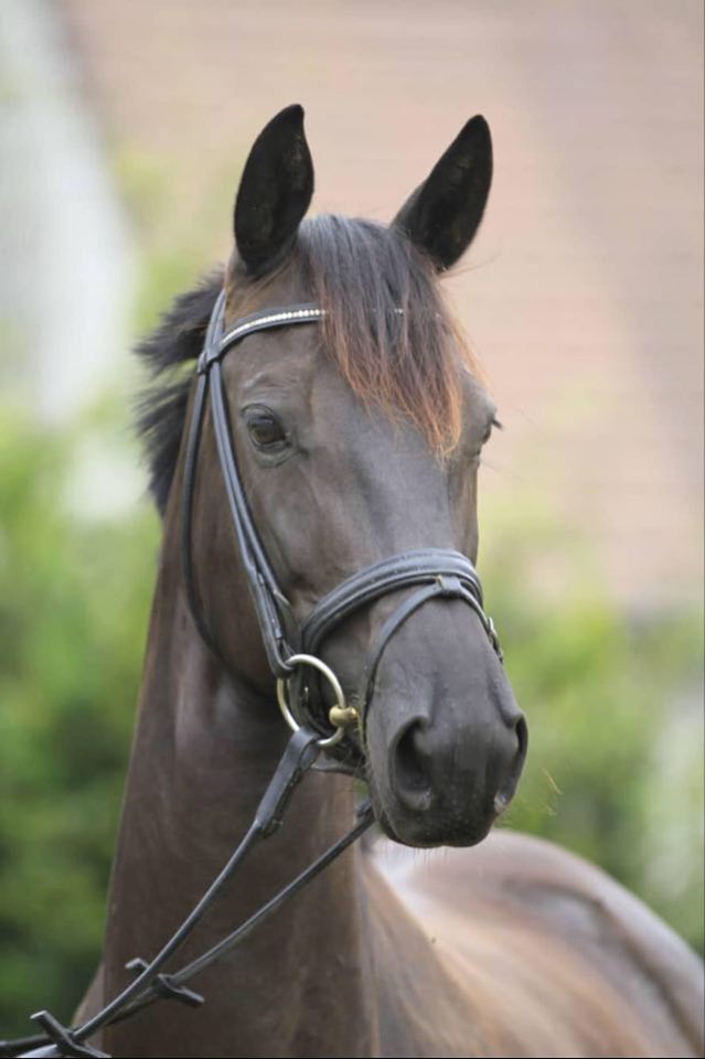 Trakehner Stute Schwalbennacht von Kostolany u.d. Elitestute Schwalbenspiel von Exclusiv, Zchter: Gestt Hmelschenburg - Foto Barbara Jrn