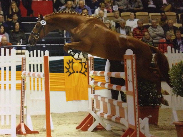 Tudor mit Zchtern und Besitzern - Trakehner Hengstmarkt 2014