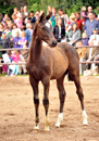 Trakehner Fohlenschau in Hmelschenburg 2014