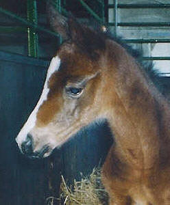 3 day old filly by  Summertime x Buddenbrock, Foto: Michaela Bhn