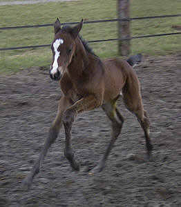 3 day old filly by Summertime x Buddenbrock, Foto: Michaela Bhn