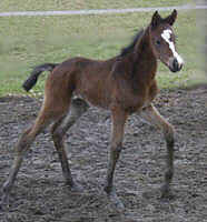 3 day old filly by Summertime iut of Miss Marple by Buddenbrock - photo: Michaela Bhn