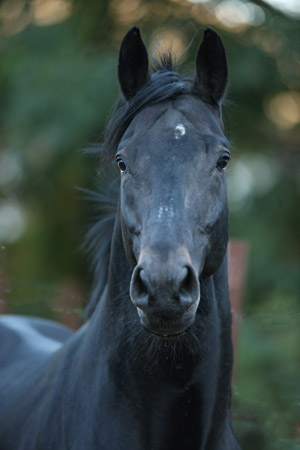 Trakehner Hengst Summertime von Michelangelo x Arogno - Foto: Gabriele - Trakehner Gestt Hmelschenburg