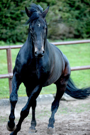 Trakehner Hengst Summertime von Michelangelo x Arogno - Foto: Gabriele - Trakehner Gestt Hmelschenburg