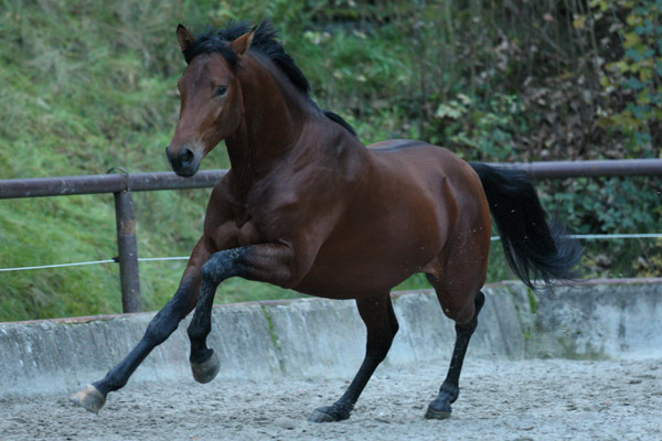 Savinio von Exclusiv u.d. Schwalbenfee v. Freudenfest - Foto: Gabriele - Trakehner Gestt Hmelschenburg