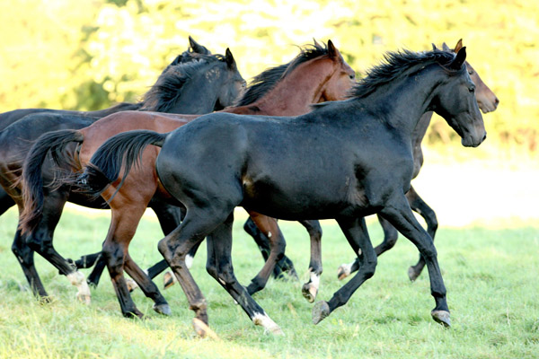 Jhrlingshengste - Foto: Gabriele - Trakehner Gestt Hmelschenburg