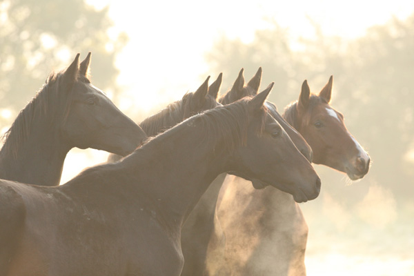 Jhrlingshengste - Foto: Gabriele - Trakehner Gestt Hmelschenburg