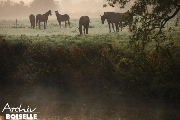 in der Gruppe der Jhrlingshengste  - Foto: Gabriele - Trakehner Gestt Hmelschenburg