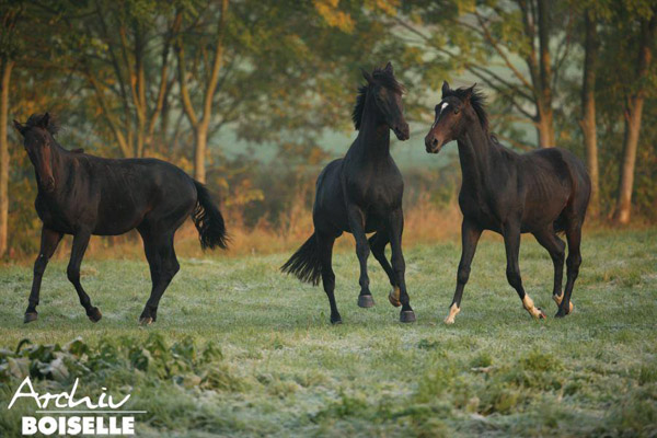 in der Gruppe der Jhrlingshengste  - Foto: Gabriele - Trakehner Gestt Hmelschenburg