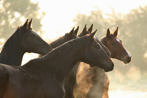 in der Gruppe der Jhrlingshengste  - Foto: Gabriele - Trakehner Gestt Hmelschenburg