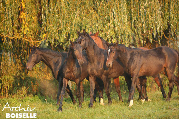 in der Gruppe der Jhrlingshengste  - Foto: Gabriele - Trakehner Gestt Hmelschenburg