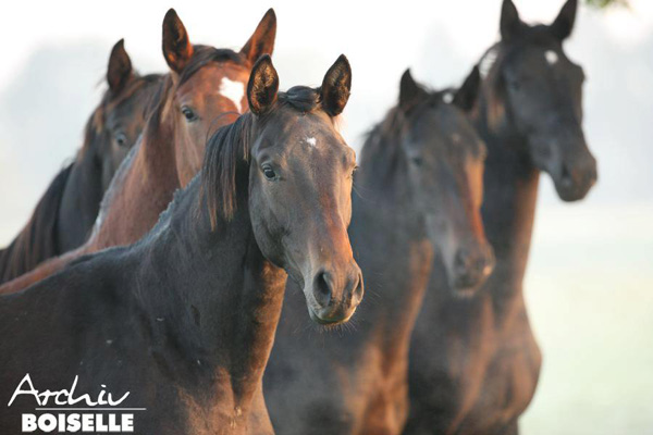 in der Gruppe der Jhrlingshengste  - Foto: Gabriele - Trakehner Gestt Hmelschenburg