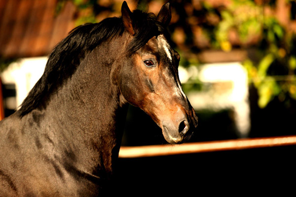 Trakehner Hengst Exclusiv im 20. Lebensjahr - Foto: Gabriele - Trakehner Gestt Hmelschenburg