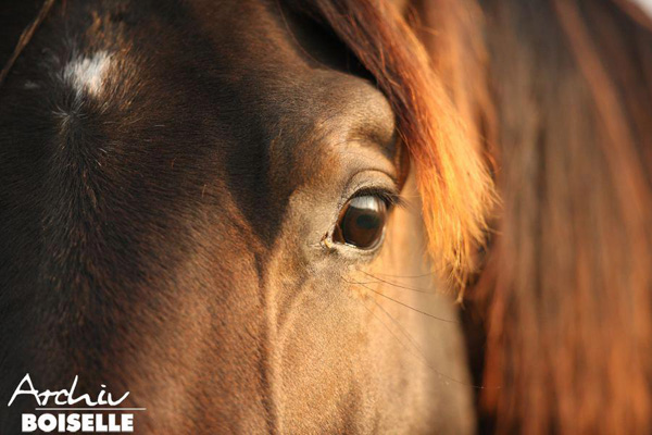 in der Gruppe der Jhrlingshengste  - Foto: Gabriele - Trakehner Gestt Hmelschenburg