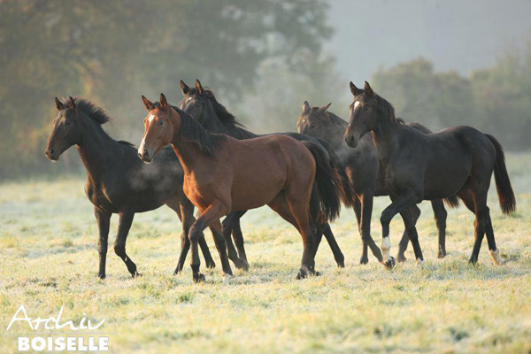 in der Gruppe der Jhrlingshengste  - Foto: Gabriele - Trakehner Gestt Hmelschenburg