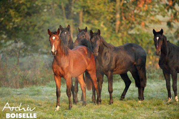 in der Gruppe der Jhrlingshengste  - Foto: Gabriele - Trakehner Gestt Hmelschenburg