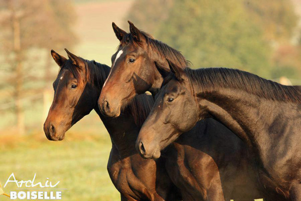 in der Gruppe der Jhrlingshengste  - Foto: Gabriele - Trakehner Gestt Hmelschenburg