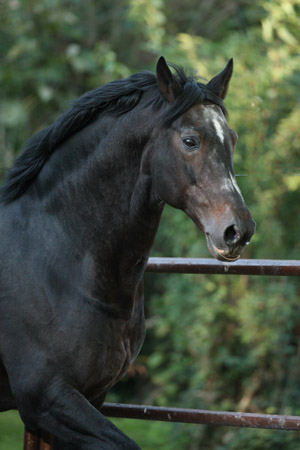 Trakehner Hengst Exclusiv im 20. Lebensjahr - Foto: Gabriele - Trakehner Gestt Hmelschenburg