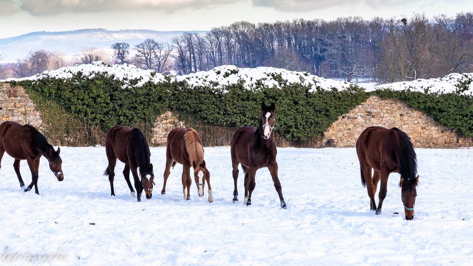 Die Gruppe der Jhrlingshengste im Gestt Hmelschenburg - 14. Februar 2021 - Foto: Birgit Poppe - 
Trakehner Gestt Hmelschenburg