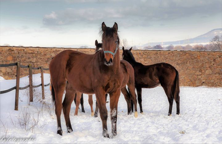 Die Gruppe der Jhrlingshengste im Gestt Hmelschenburg - 14. Februar 2021 - Foto: Birgit Poppe - 
Trakehner Gestt Hmelschenburg