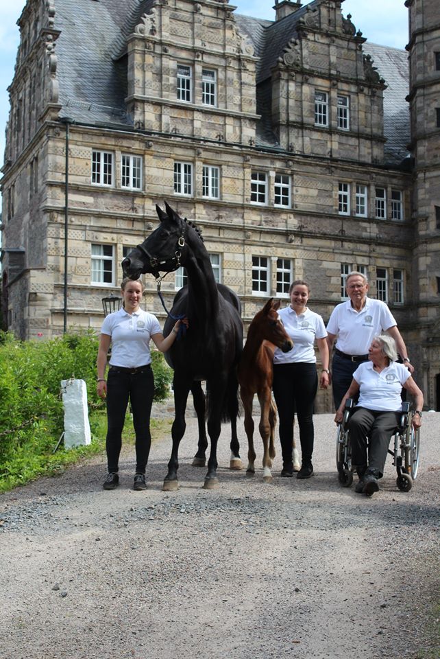 Trakehner Hengstfohlen von High Motion u.d. Pr.St. Hera v. Caprimond