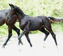 Black Trakehner colt by Kostolany - Mnchhausen