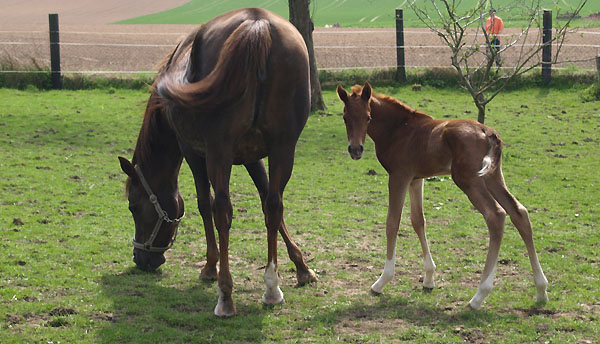 Trakehner Stutfohlen von Freudenfest, Zchter: Melanie Broberg