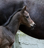 Hengstfohlen von Saint Cyr oder Oliver Twist, Foto: Bick-Spilles - 
Gestüt Hämelschenburg