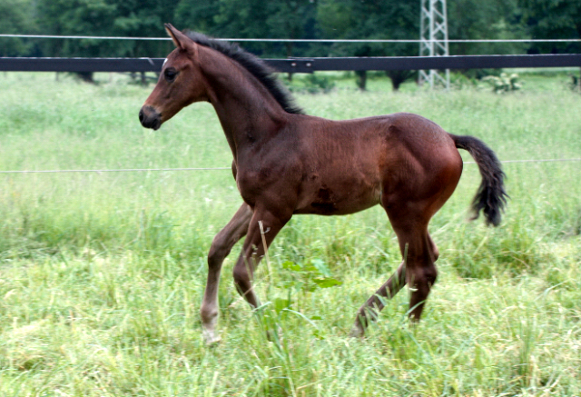 Hengstfohlen von Saint Cyr u.d. In Vina v. Kentucky - Foto: Bick-Spilles