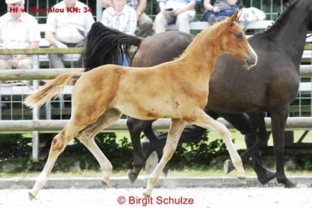 Hengstfohlen von Shavalou u.d. Polarnacht v. Uckermrker - Foto: Birgit Schulz