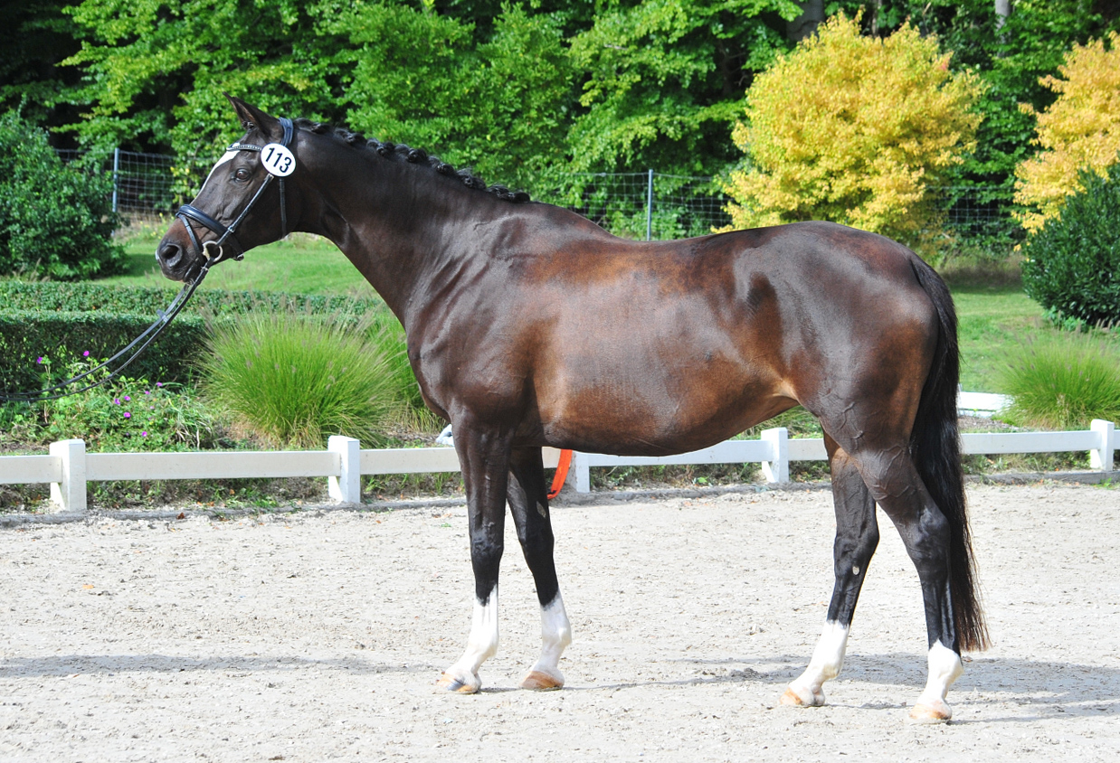 Glorya Gaynor Trakehner Bundesstutenschau Kranichstein 2025 - Foto: Beate Langels - Trakehner Gestt Hmelschenburg
