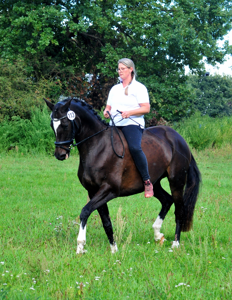 Glorya Gaynor Trakehner Bundesstutenschau Kranichstein 2025 - Foto: Beate Langels - Trakehner Gestt Hmelschenburg