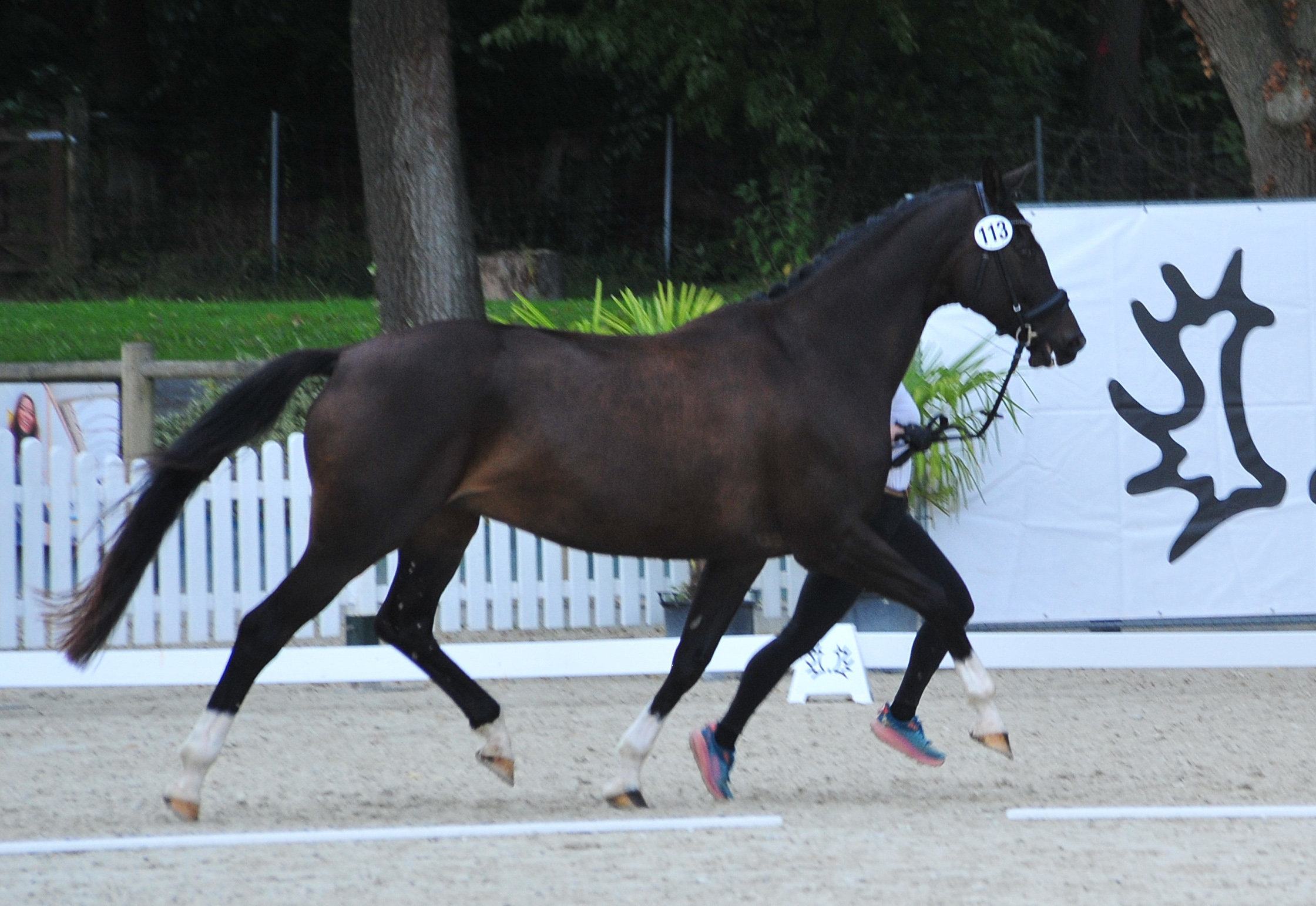 Glorya Gaynor Trakehner Bundesstutenschau Kranichstein 2025 - Foto: Beate Langels - Trakehner Gestt Hmelschenburg