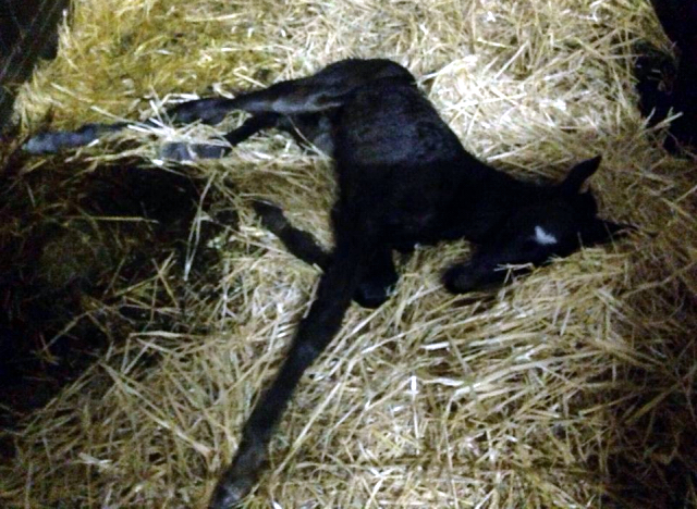 Hengstfohlen von Saint Cyr u.d. In Vina v. Kentucky - Foto: Bick-Spilles