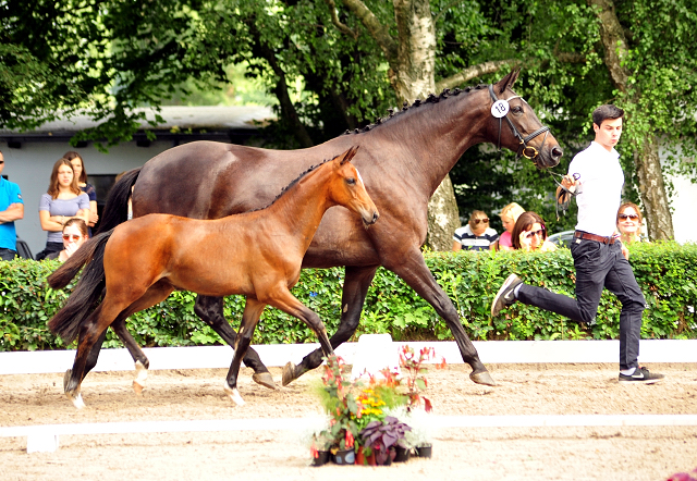 Stutfohlen von High Motion u.d. Sacre d'Elysee v. Exclusiv - Foto: Beate Langels