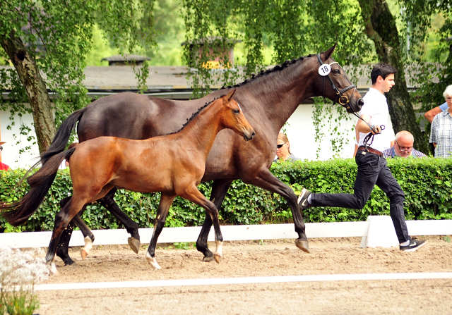 Stutfohlen von High Motion u.d. Sacre d'Elysee v. Exclusiv - Foto: Beate Langels