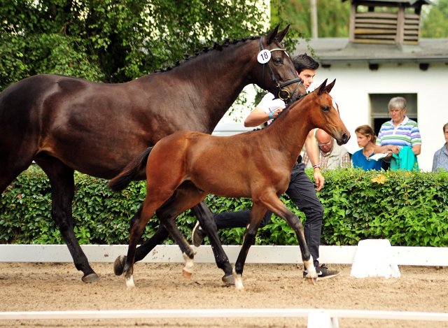 Stutfohlen von High Motion u.d. Sacre d'Elysee v. Exclusiv - Foto: Beate Langels