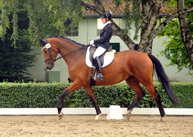 Trakehner Stute GALATEA von Syriano u.d. Pr.St. Gracia Patricia II v. Alter Fritz - Gestüt Schäplitz - Foto: Beate Langels