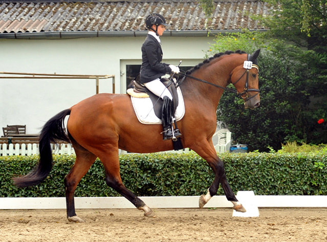 Trakehner Stute GALATEA von Syriano u.d. Pr.St. Gracia Patricia II v. Alter Fritz - Gestt Schplitz - Foto: Beate Langels