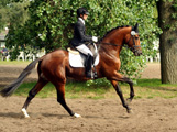 Impressionen vom internationalen Trakehner Bundesturnier in Hannover - Juli 2015 - Foto Beate Langels- Trakehner Gestt Hmelschenburg