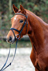 3,5-jhriger Trakehner Wallach von Buddenbrock - Mahon (im Dezember 2006)