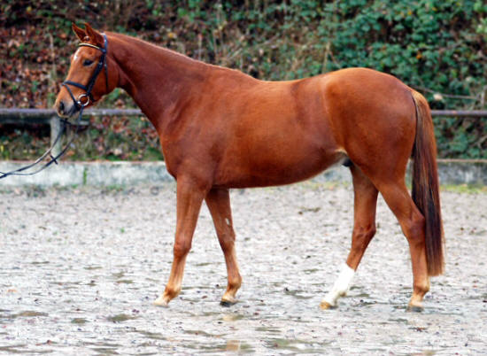 3,5-jhriger Trakehner Wallach von Buddenbrock - Mahon (im Dezember 2006)