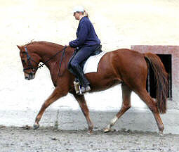 4-jhrige Trakehner Prmienstute v. Freudenfest - Guter Stern (im August 2005)