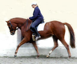 3,5-jhriger Trakehner Wallach von Buddenbrock - Mahon (im Dezember 2006)