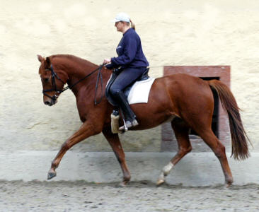 3,5-jhriger Trakehner Wallach von Buddenbrock - Mahon (im Dezember 2006)