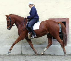 3,5-jhriger Trakehner Wallach von Buddenbrock - Mahon (im Dezember 2006)