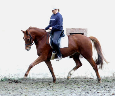 3,5-jhriger Trakehner Wallach von Buddenbrock - Mahon (im Dezember 2006)