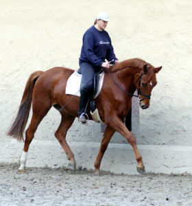 3,5-jhriger Trakehner Wallach von Buddenbrock - Mahon (im Dezember 2006)