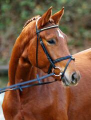 4-jhrige Trakehner Prmienstute v. Freudenfest - Guter Stern (im August 2005)